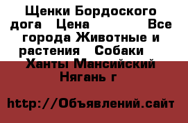 Щенки Бордоского дога › Цена ­ 60 000 - Все города Животные и растения » Собаки   . Ханты-Мансийский,Нягань г.